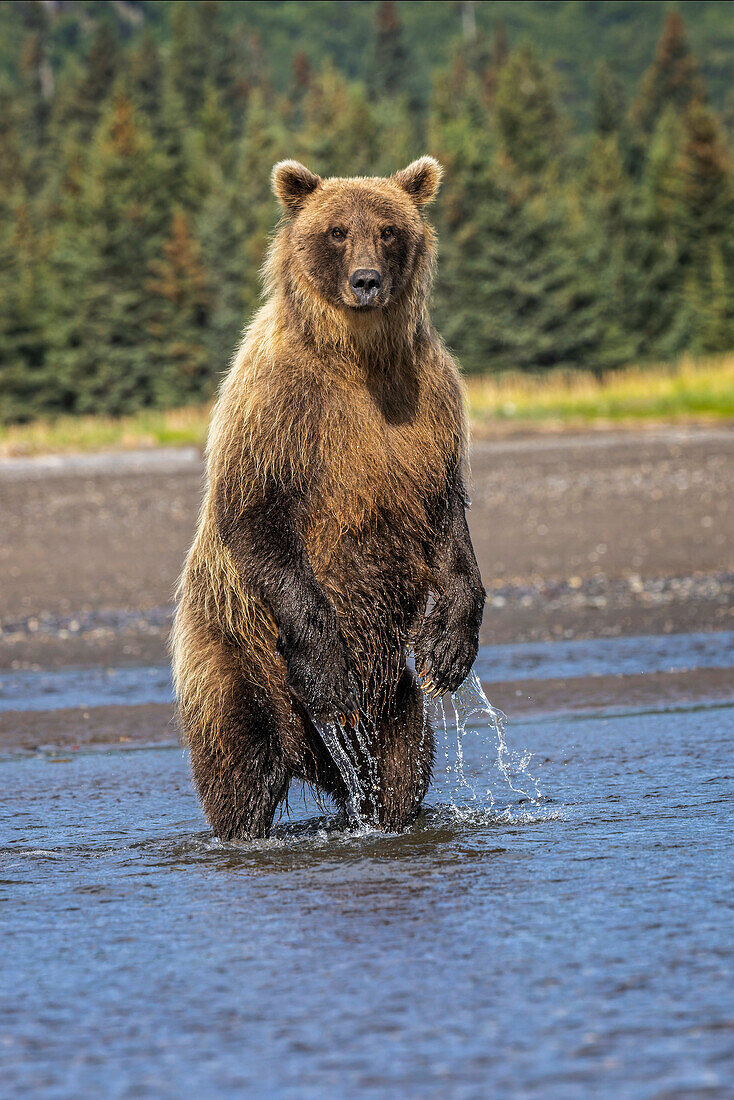 Grizzly bear standing, Lake Clark National Park and Preserve, Alaska