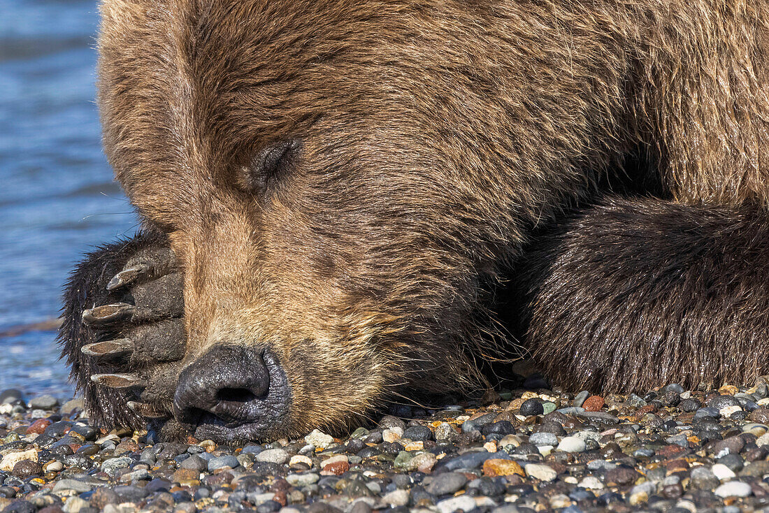 Erwachsener Grizzlybär ruht am Strand, Lake Clark National Park and Preserve, Alaska, Silver Salmon Creek