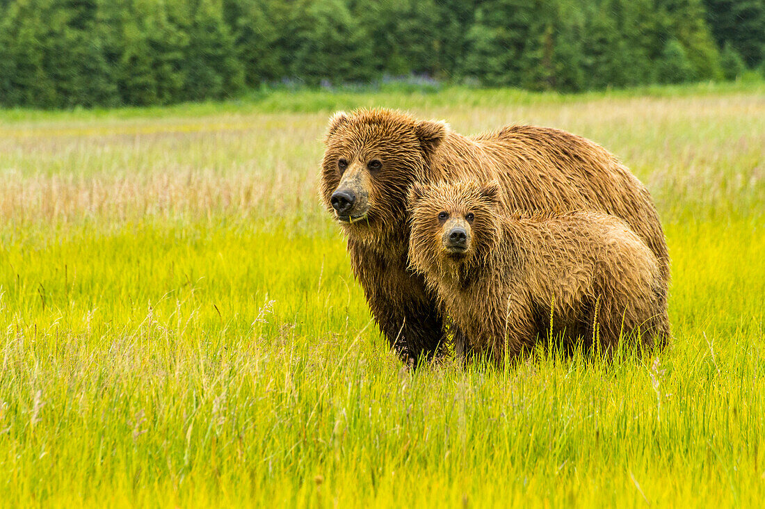 USA, Alaska, Grizzlybär mit Jungtier