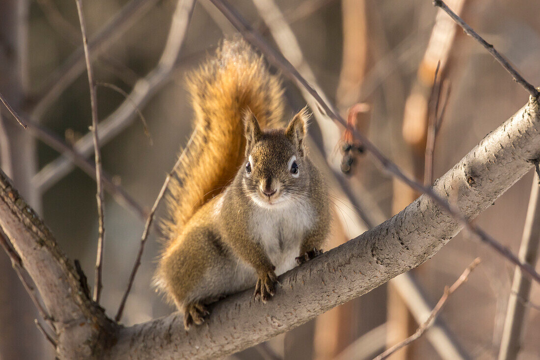 USA, Alaska, Fairbanks. Red squirrel in tree