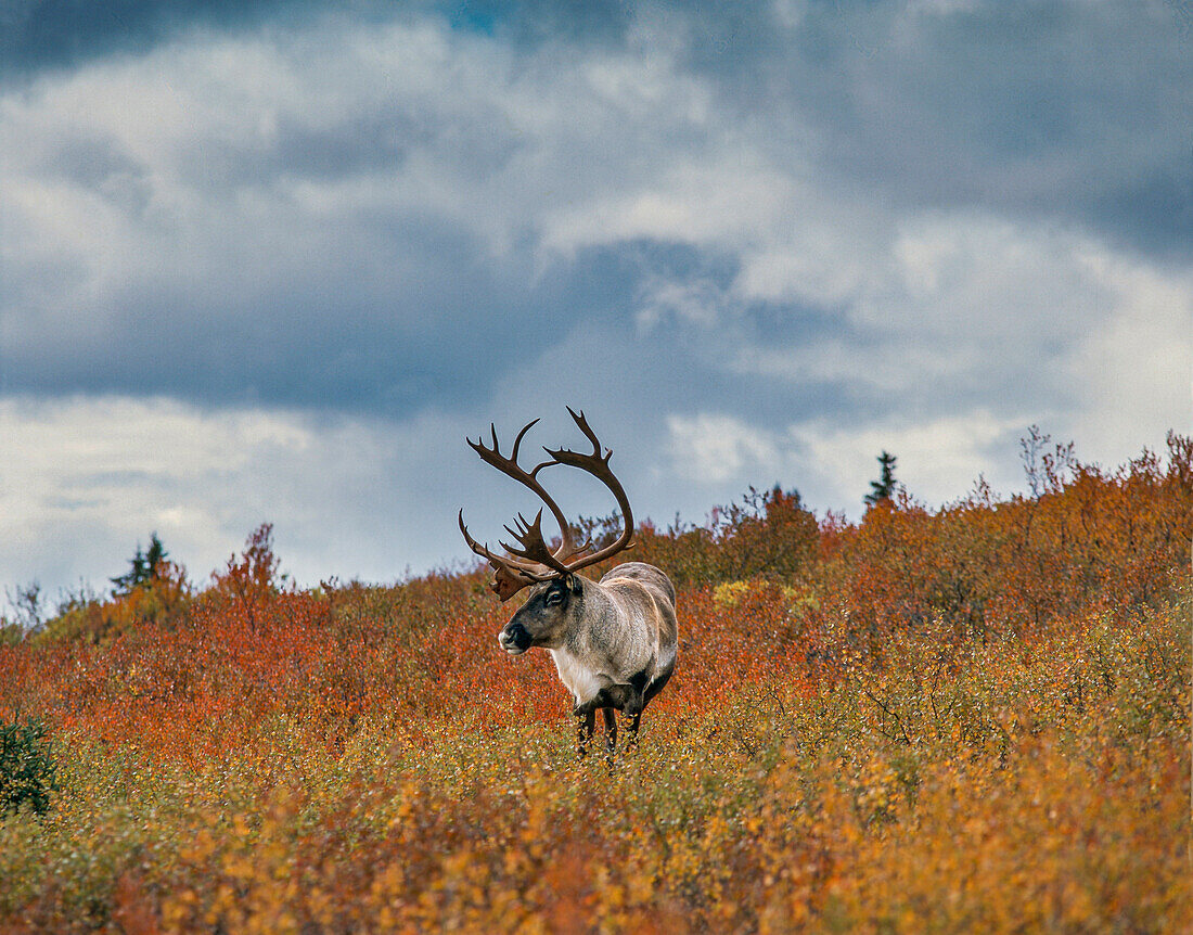 Karibu im Herbstlaub, Denali-Nationalpark, Alaska