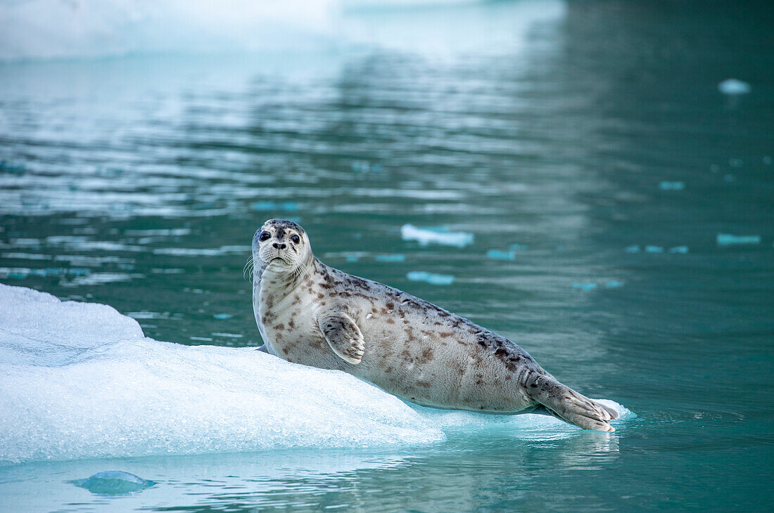 USA, Alaska, Leconte Bay, Harbor Seal Pup ruht auf Eisberg vom LeConte-Gletscher östlich von Petersburg gekalbt