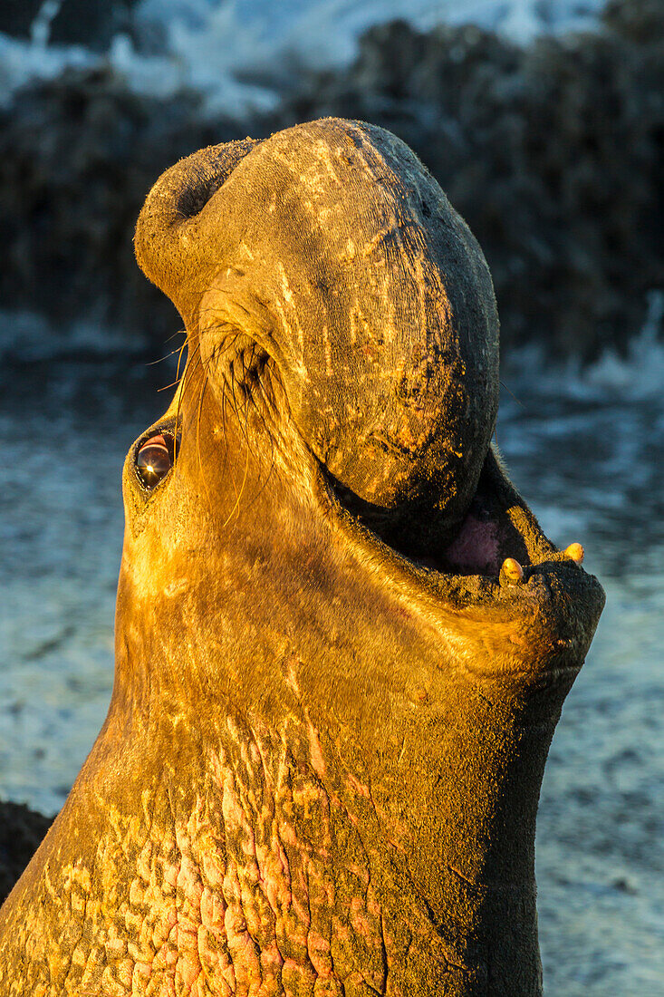 USA, California, San Luis Obispo County. Northern elephant seal male calling