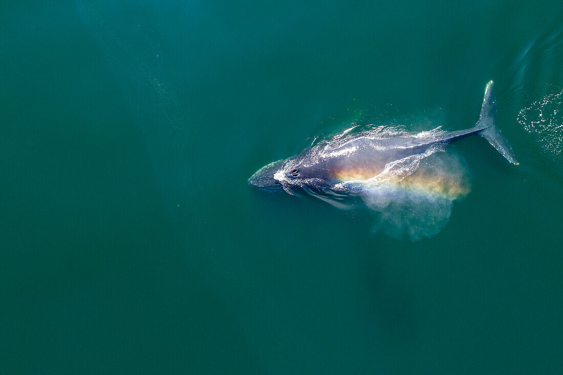 USA, Alaska, Aerial view of rainbow-colored mist hanging above Humpback Whale (Megaptera novaeangliae) breathing at surface of Frederick Sound on summer afternoon