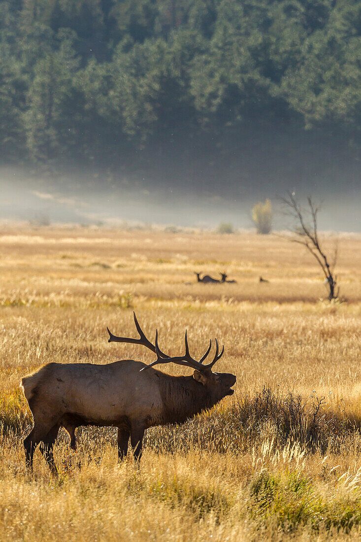 USA, Colorado, Rocky Mountain National Park. Male elk bugling