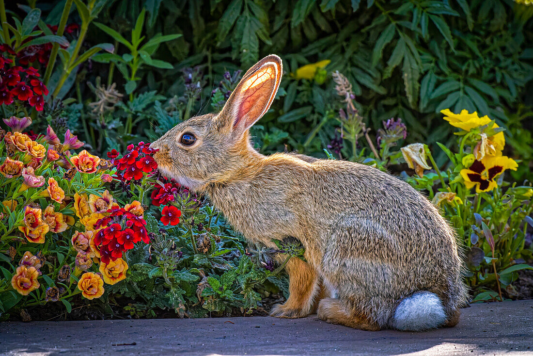 USA, Colorado, Fort Collins. Eastern cottontail rabbit close-up.