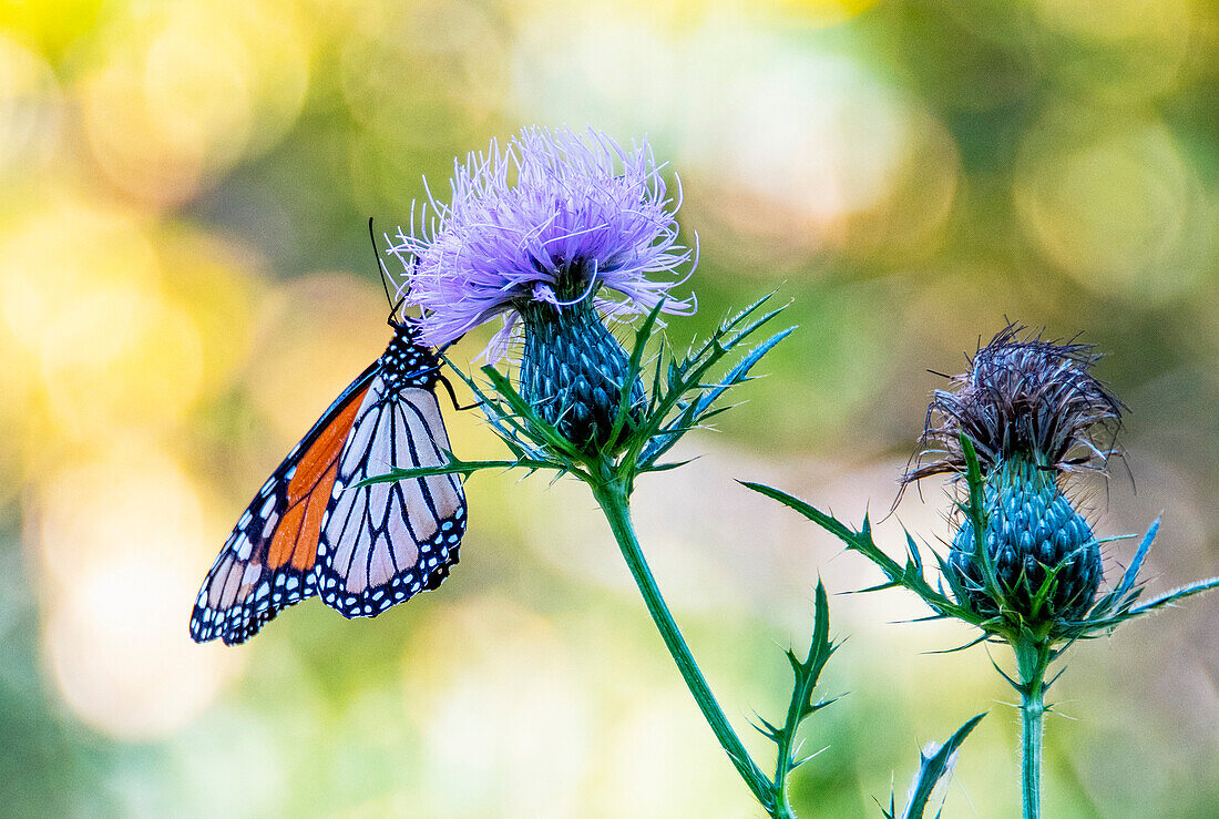 USA, Colorado. Schmetterling