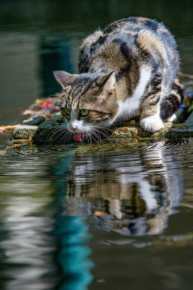 Cat licking water