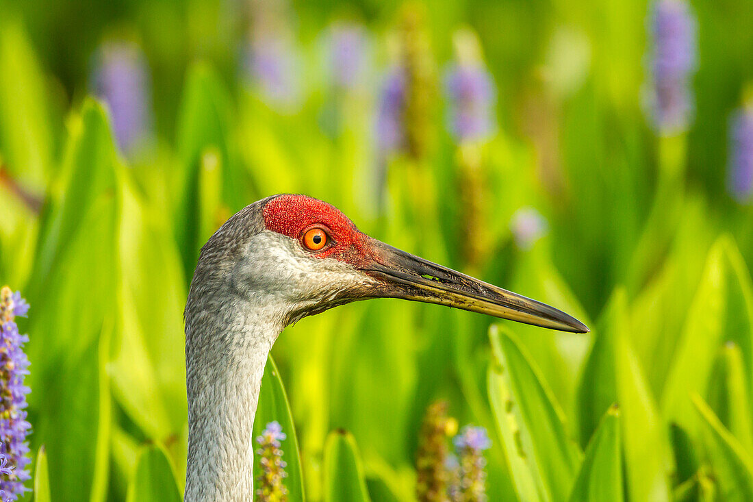 USA, Florida, Orlando Wetlands Park. Sandhill crane adult in blooming pickerel weed