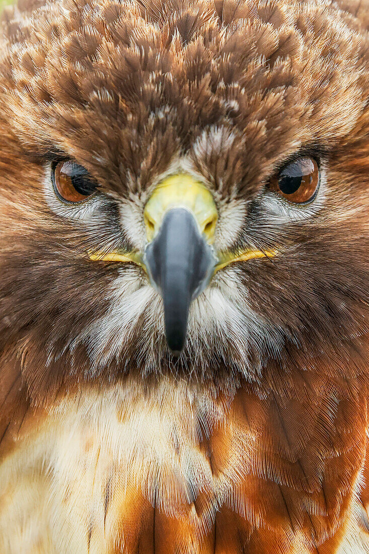 Rotschwanzbussard, Florida