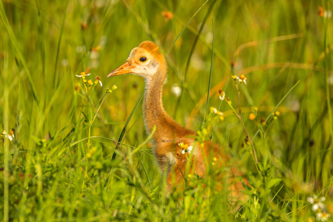 USA, Florida, Orlando Feuchtgebietspark. Sandhill Crane Colt aus nächster Nähe