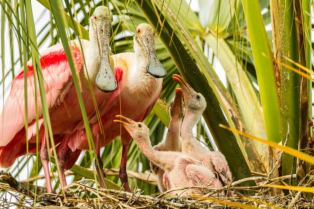 USA, Florida, Anastasia Island, Alligator Farm. Roseate spoonbill chick and parents on nest