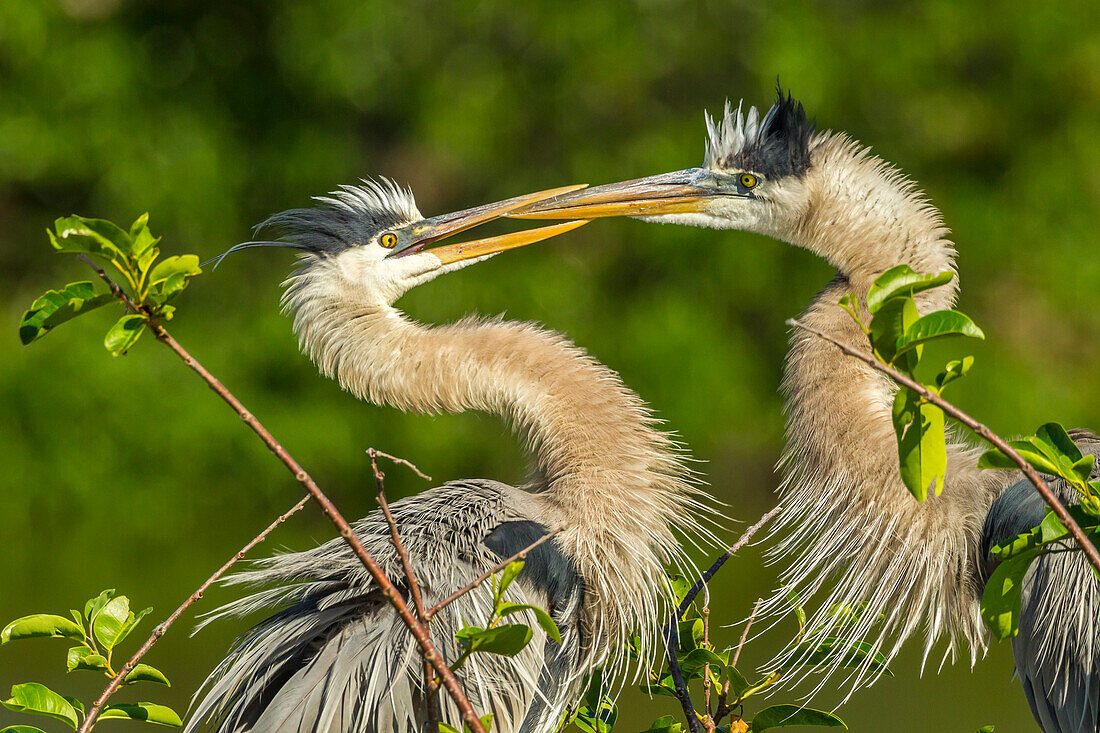 USA, Florida, Wakodahatchee Wetlands. Great blue herons in mating behavior