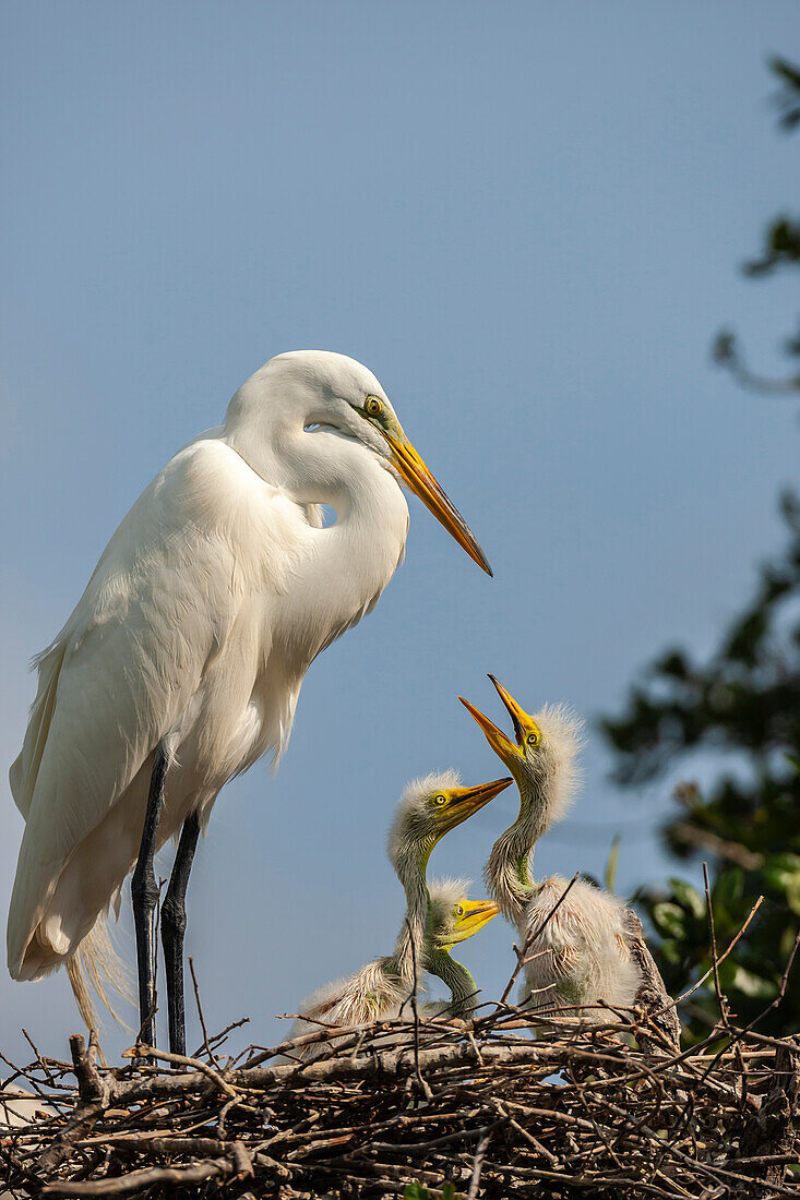 USA, Florida, Anastasia Island. Great egret parent feeding chicks on nest.