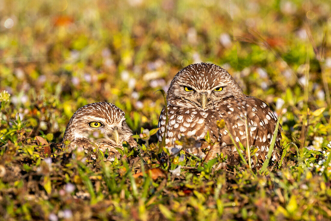 Kanincheneulen in Cape Coral, Florida, USA