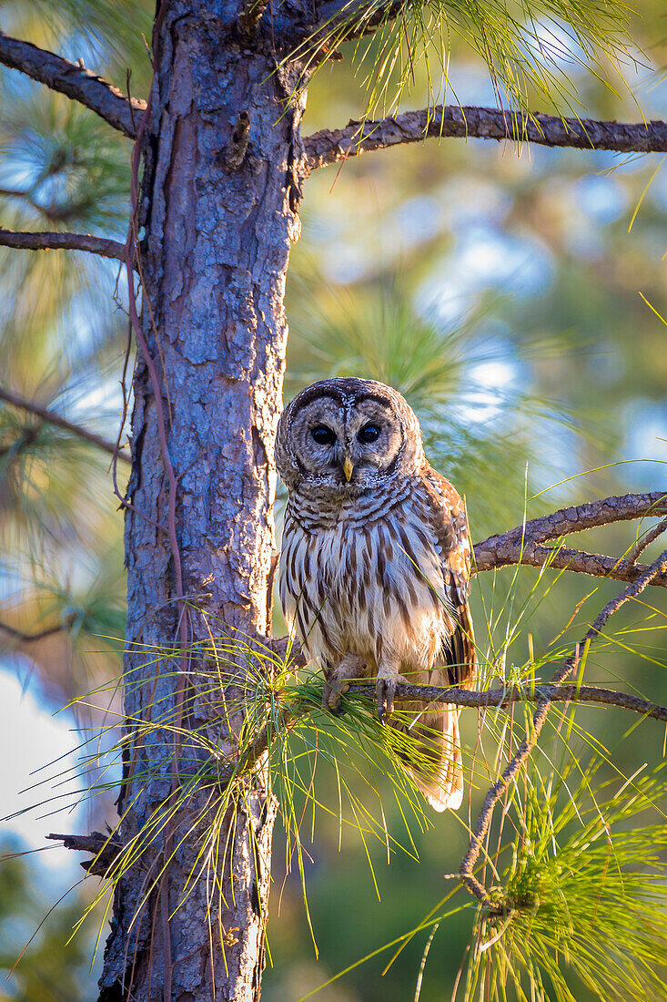 A camouflaged barred owl perches among tree branches during the day.