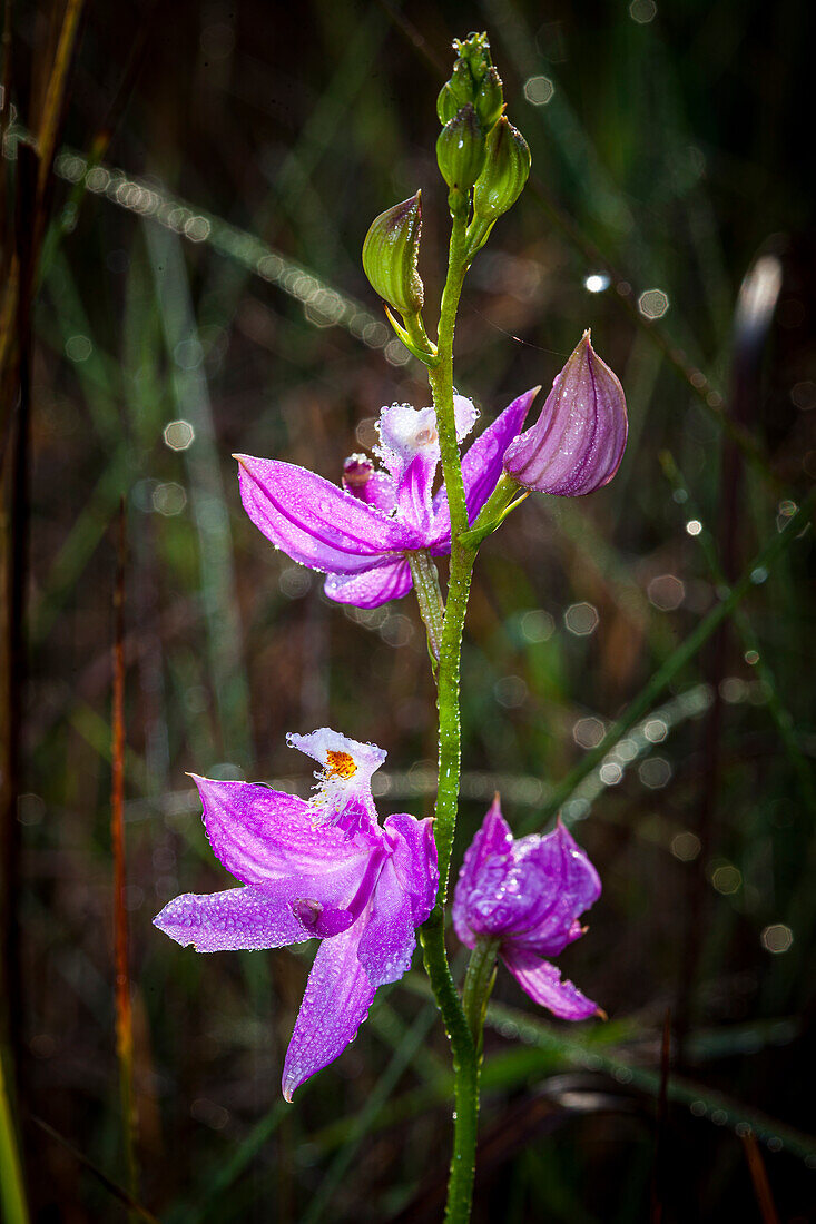 Grasrosa Orchideen sind Landpflanzen, die im Osten der USA vorkommen.