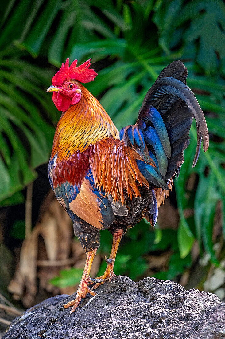 Feral rooster, Kauai, Hawaii, USA.