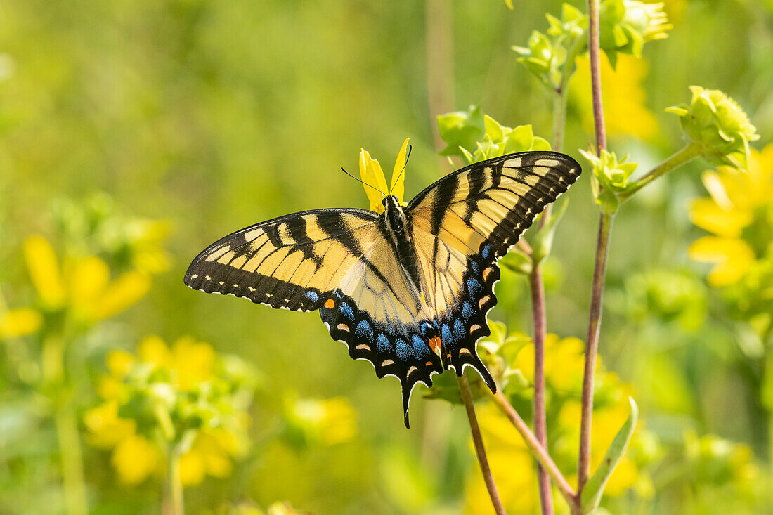 Eastern Tiger Swallowtail (Papilio glaucus) on Rosin Weed (Silphium integrifolium), Marion County, Illinois.