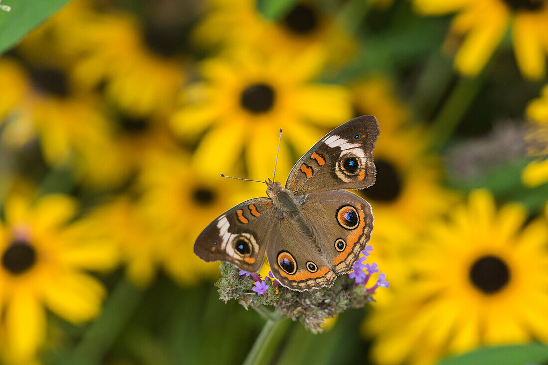 Common Buckeye (Junonia Coenia) on Brazilian Verbena (Verbena Bonariensis) Marion County, Illinois