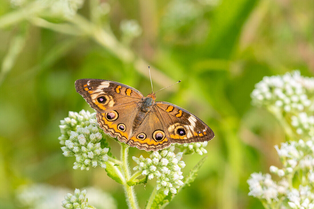 Gemeine Rosskastanie (Junonia coenia) auf gemeinem Boneset (Eupatorium perfoliatum), Marion County, Illinois.