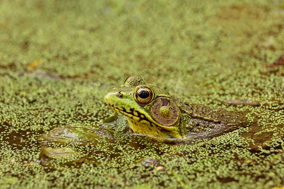 Southern Leopard Frog, Rana sphenocephala, Kentucky
