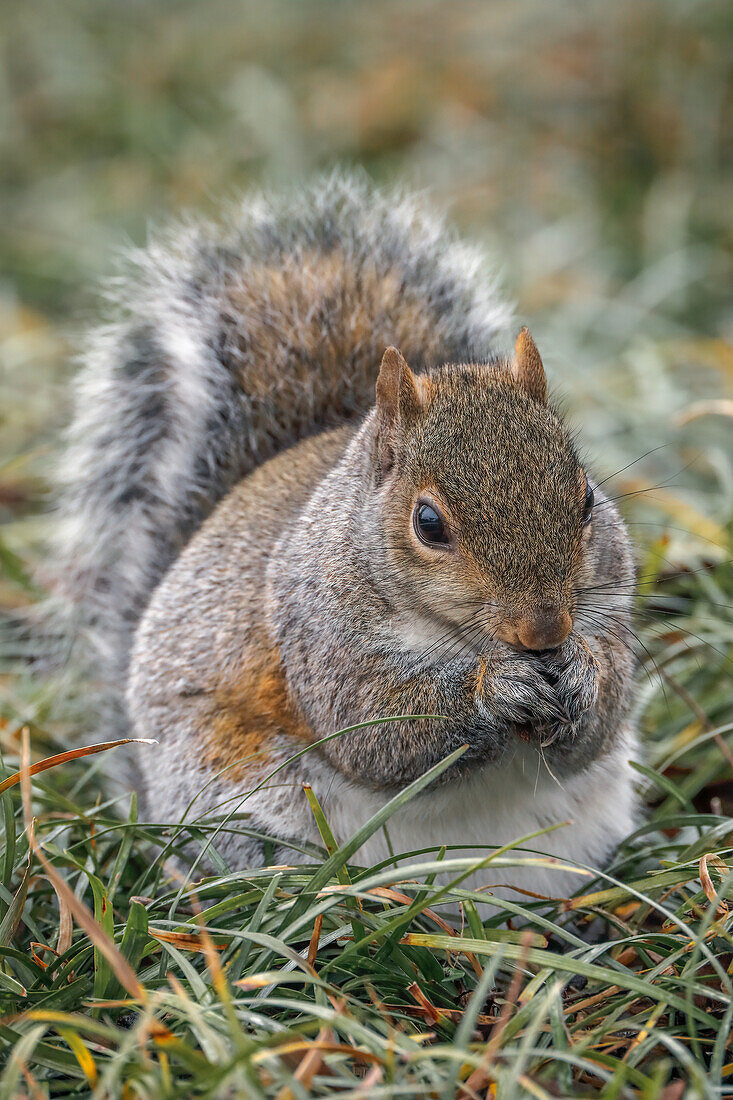 Östliches graues Eichhörnchen, Kentucky