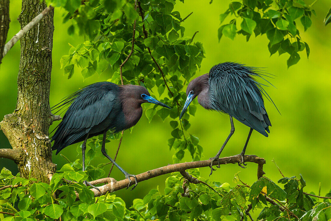 USA, Louisiana, Jefferson Island. Little blue heron courtship behavior