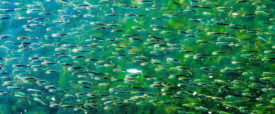 Buzzards Bay, Dartmouth, Massachusetts. Millions of pogy fish swarm together next to Padanaram Bridge