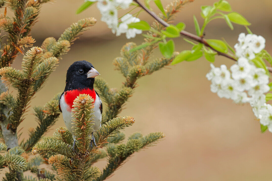 Male Rose-breasted Grosbeak in breeding plumage, Michigan.