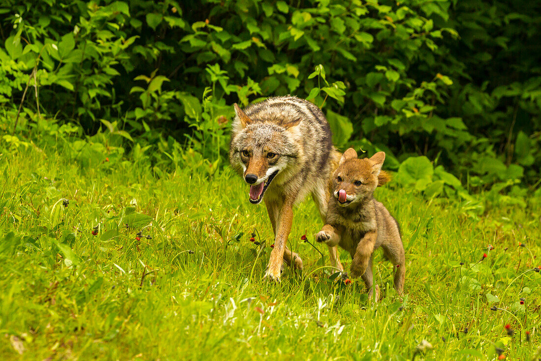 USA, Minnesota, Pine County. Coyote mother with pup