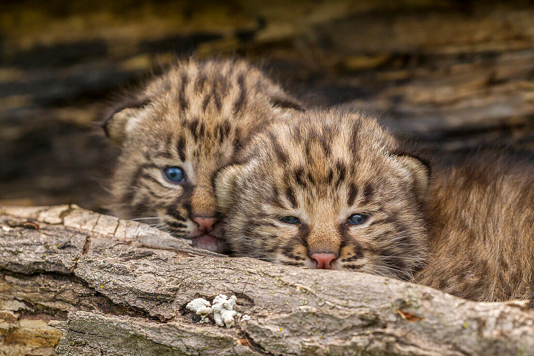 USA, Minnesota, Pine County. Bobcat kittens close-up