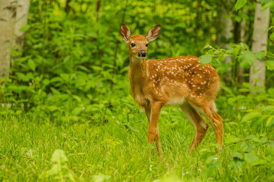 USA, Minnesota, Pine County. White-tailed deer fawn close-up