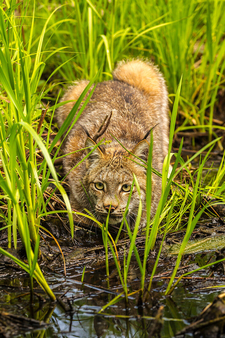 USA, Minnesota, Pine County. Luchs aus nächster Nähe