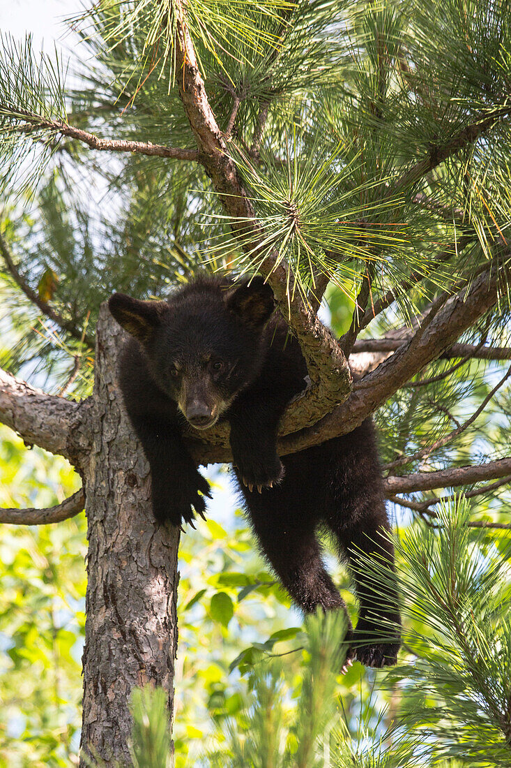 USA, Minnesota, Sandstein, Black Bear Cub in einem Baum stecken
