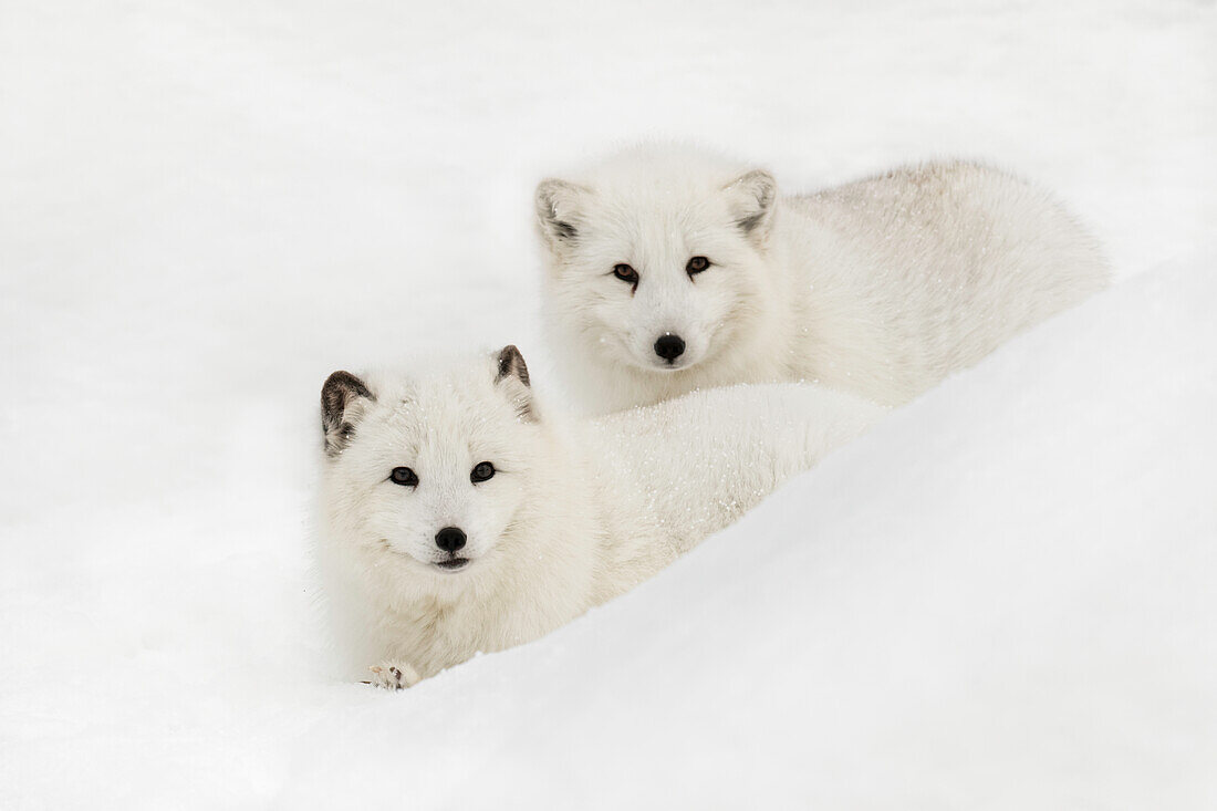 Arctic Fox in snow, (Captive) Montana, native to Arctic regions of northern hemisphere.