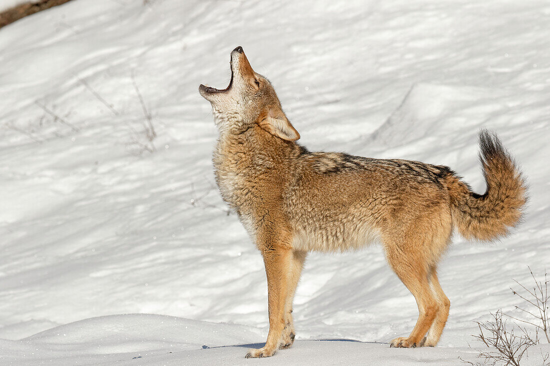 Coyote howling in winter, (Captive) Montana