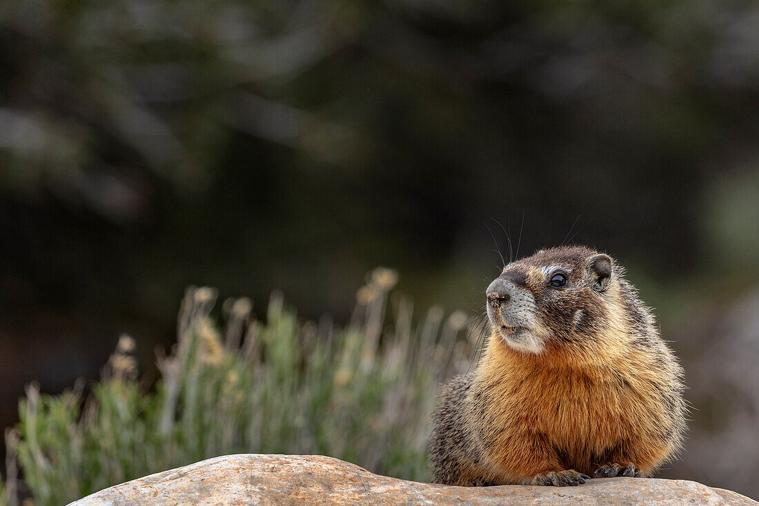 Yellow bellied marmot in Great Basin National Park, Nevada, USA