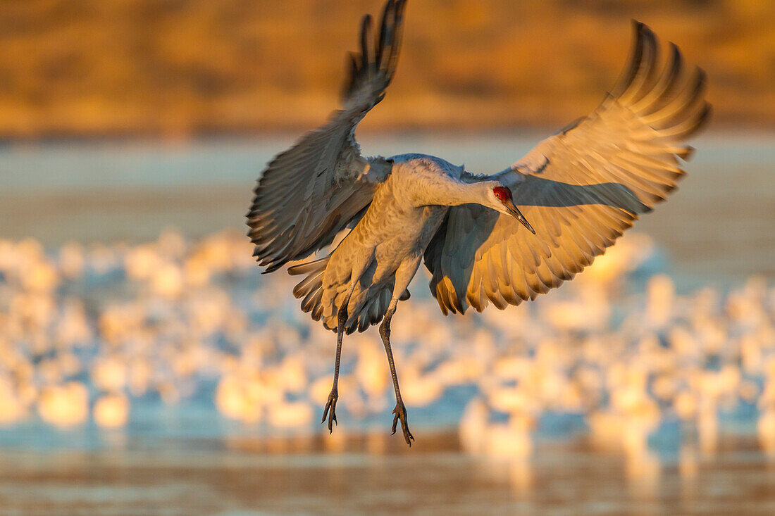 USA, New Mexico, Bosque Del Apache National Wildlife Refuge. Sandhill crane landing