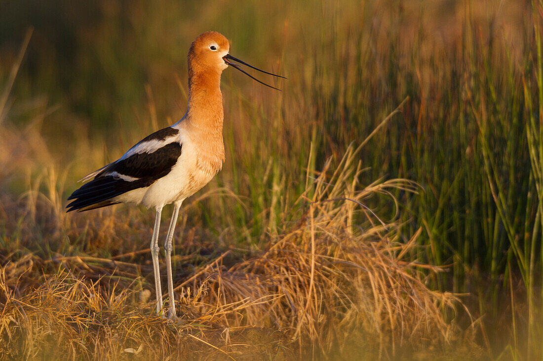 American Avocet Calling