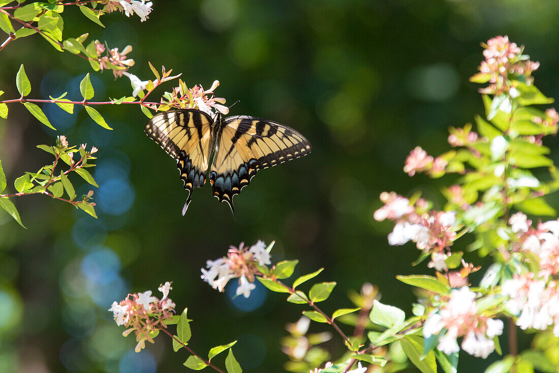USA, Tennessee. Eastern Tiger Swallowtail sammelt Nektar auf glänzenden Abelia-Blüten