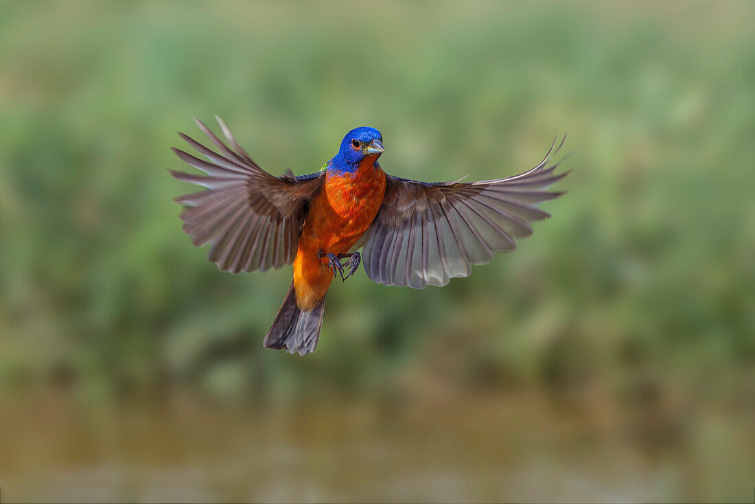 Male Painted bunting flying. Rio Grande Valley, Texas