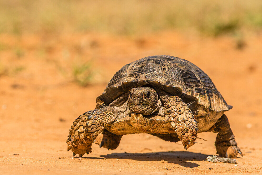 USA, Texas, Hidalgo County. Berlandier's tortoise, running