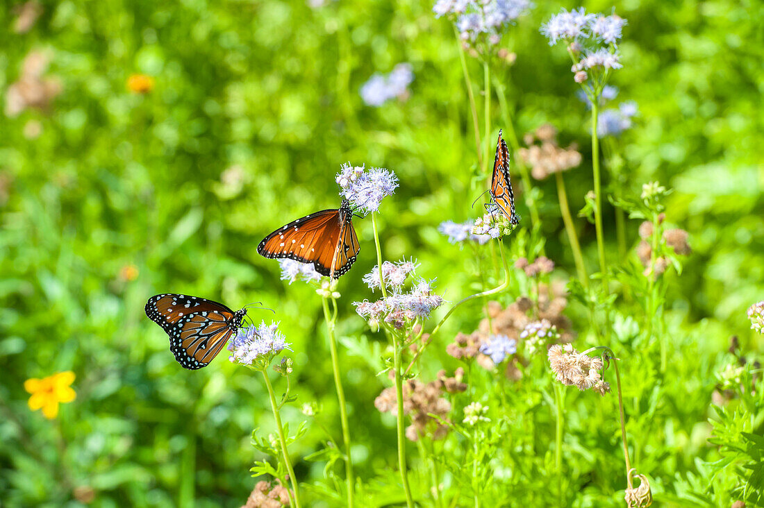 Monarch butterfly on Buttonbush flower, Austin, Texas, Usa