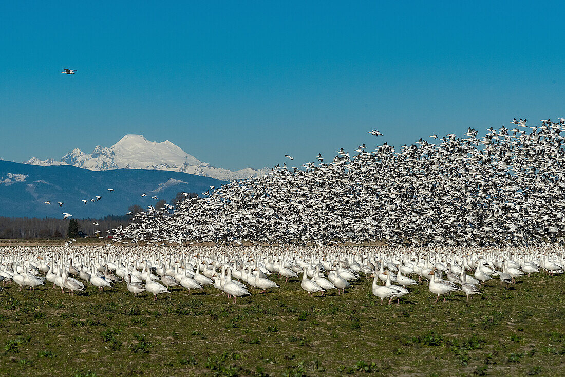 USA, Staat Washington, Skagit Valley. Kleinere Schneegänse strömen zum Start