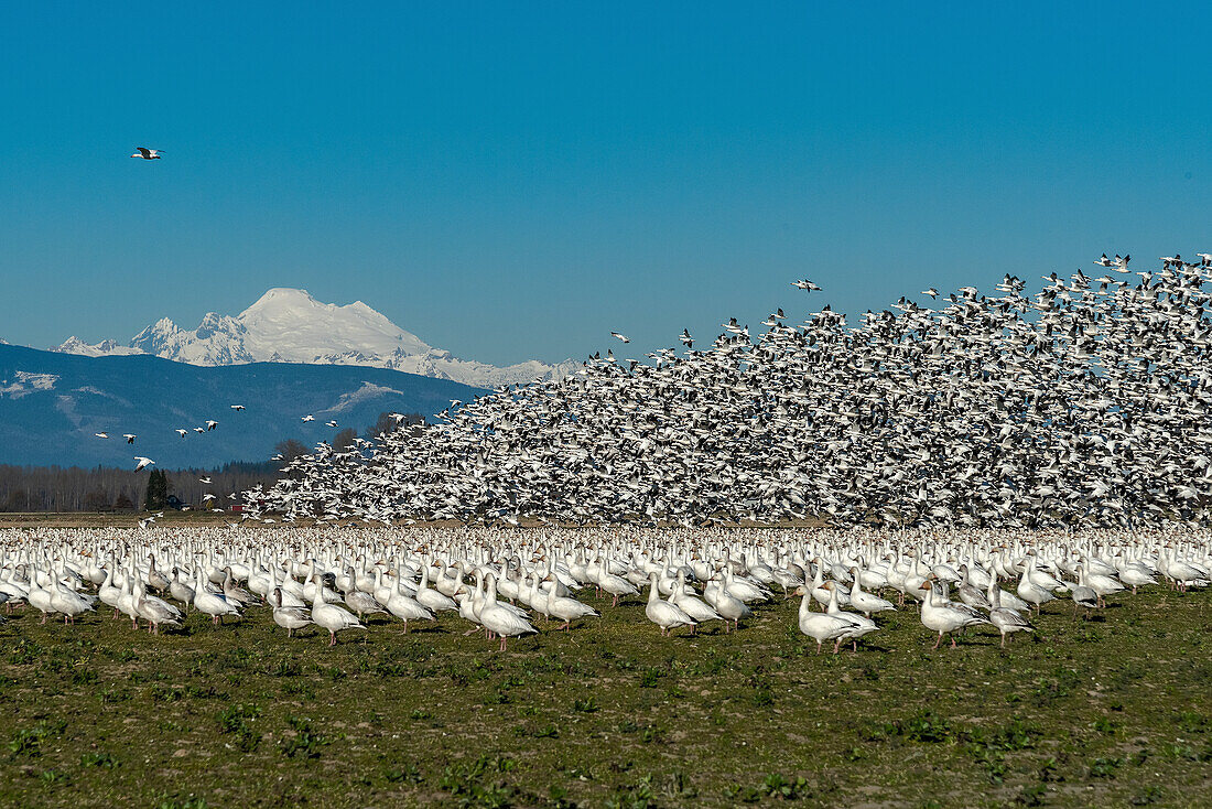 USA, Washington State, Skagit Valley. Lesser snow geese flock takeoff