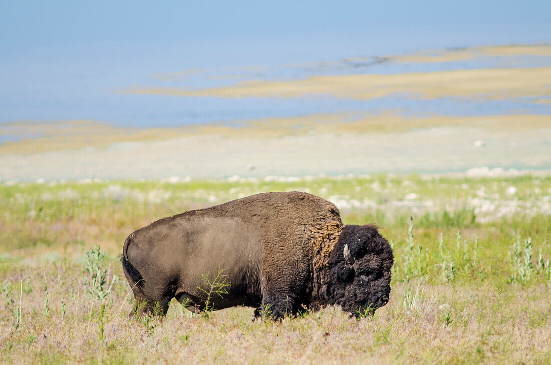 Buffalo (bison) herd Antelope Island State Park, Great Salt Lake, Utah, USA.