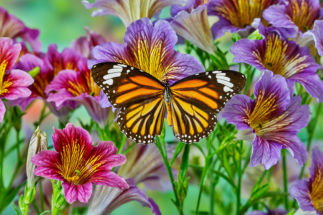 North American butterfly the monarch on purple painted tongue flowers