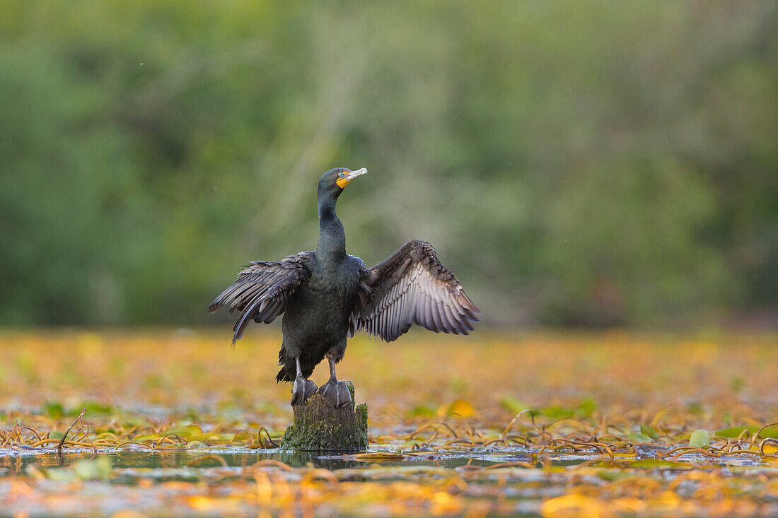 USA, Staat Washington. Ein Kormoran mit zwei Hauben (Phalacrocorax auritus) breitet seine Flügel zum Trocknen aus. Seattle.