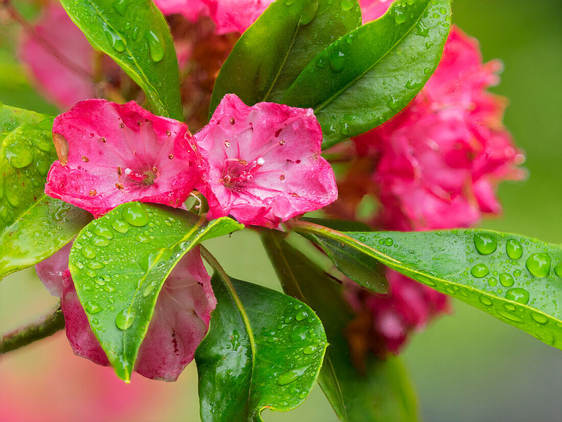 Washington State. Mountain laurel